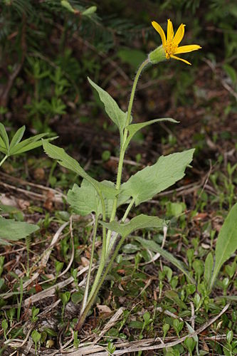 Arnica cordifolia